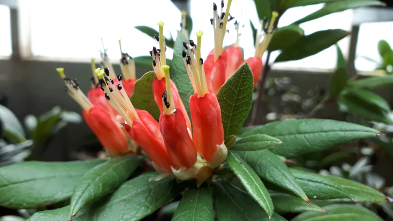 spinuliferum